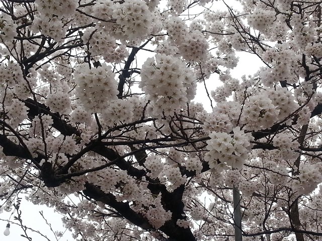 桜②